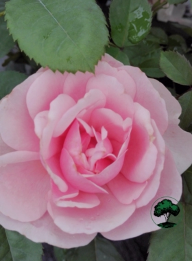 月季苏菲的玫瑰(v16方盆)