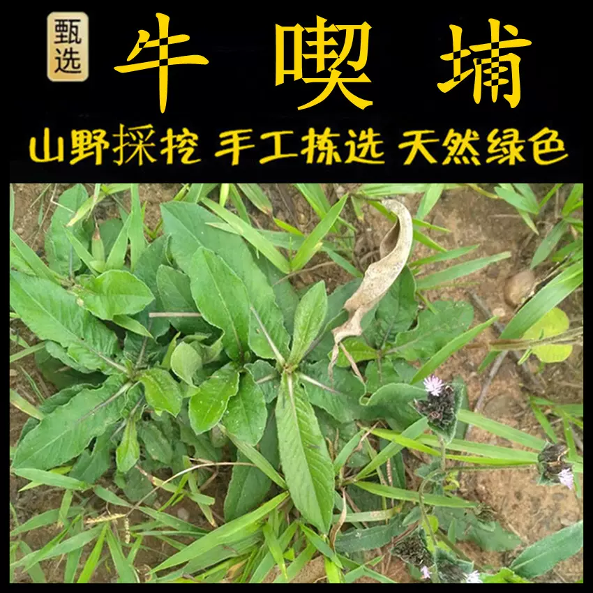 地胆头新鲜现釆潮汕青草药白花牛契埔大号白花牛喫埔地胆草