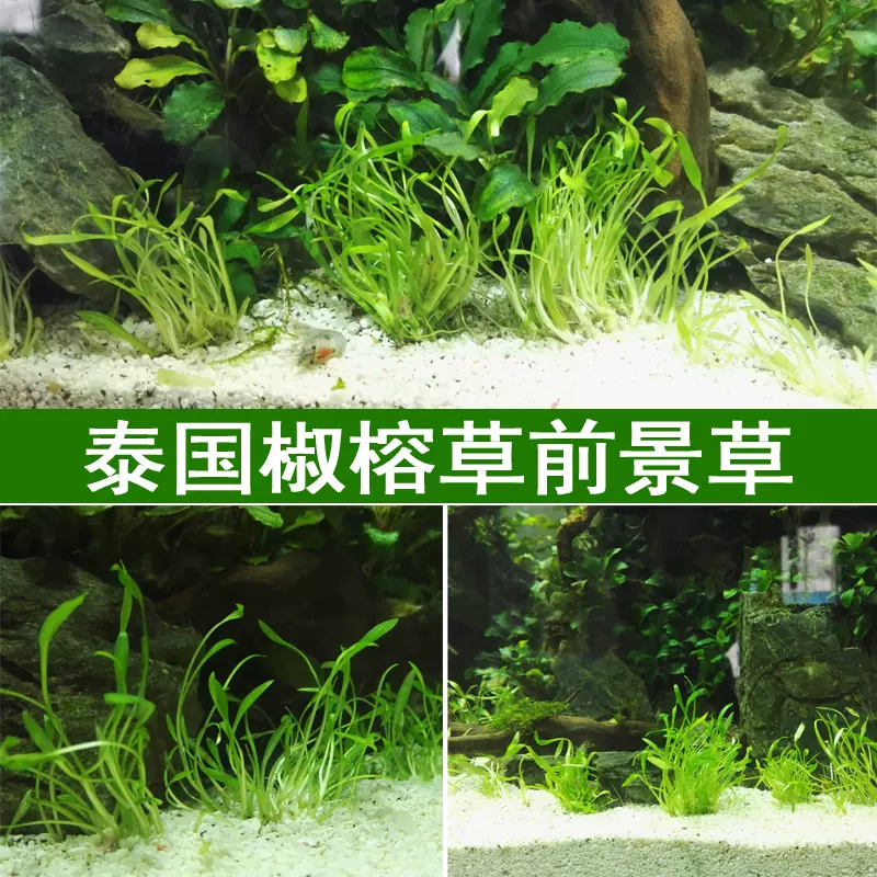 魚缸水族箱造景水草皇冠草陰性草中後景造景真水草活體水草造景