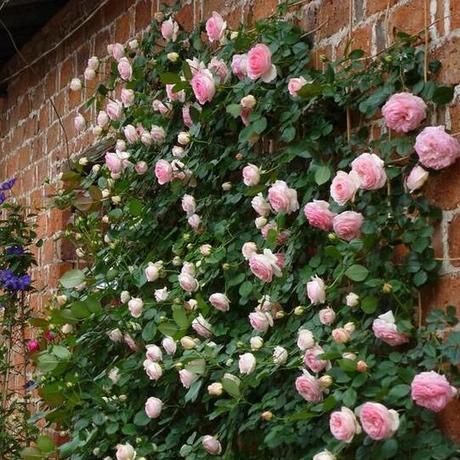 爱逛街为您找到庭院花卉相关的宝贝,您可以在下面的