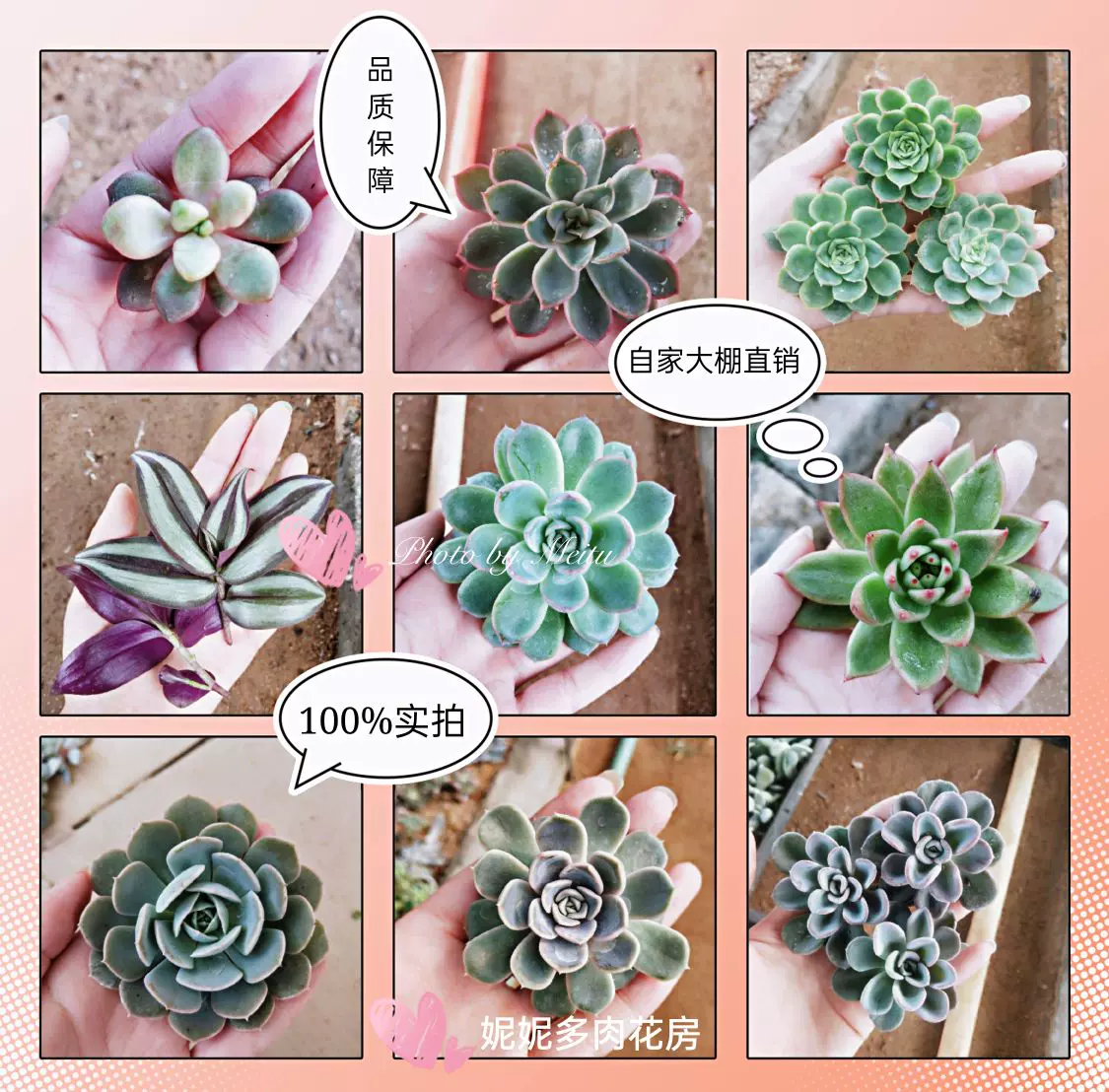 多肉植物 シュガーアーモンド錦♡希少カキコ - 観葉植物