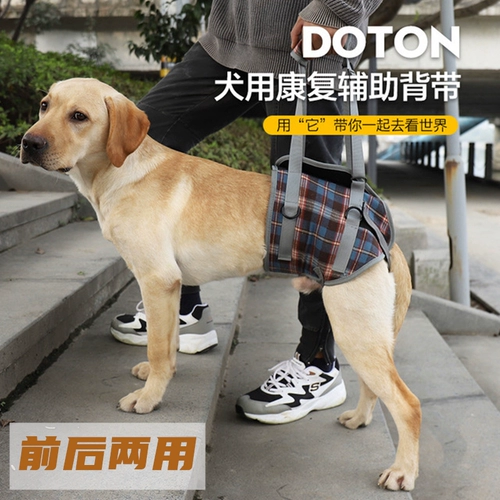 Вспомогательная домашняя собака с ногами собаки наклоненными передними ногами его ноги травма и травма высокая поддержка собак вспомогательная ходьба