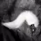 Cáo Đuôi Chó Mèo Đuôi Tóc Hậu Môn Cắm, Sân Sau Nữ Sản Phẩm Vui Vẻ Hậu Môn Cắm Mở Rộng Phát Triển SM đồ Chơi Người Lớn Đồ chơi đuôi cáo