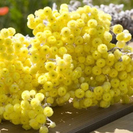 【莲说】法国科西嘉岛意大利永久花精油1ml 回春xiu复小能手