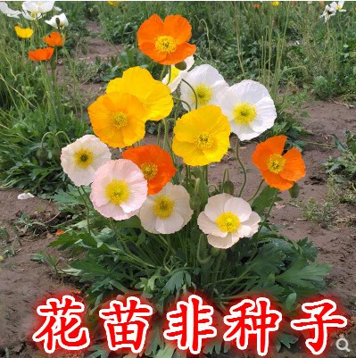 Саженцы цветов Юй Мейрен подходят для весенних цветов и саженцев весной, цветущий на открытом воздухе садовый озеленение и ландшафтный дизайн
