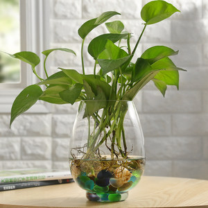 恐龙蛋玻璃花瓶水培植物玻璃瓶客厅餐桌绿萝透明花盆花器水培容器