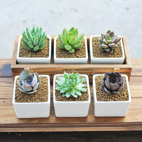 一盆包邮多肉植物组合盆栽办公室桌面多肉绿植拼盘含盆含土多肉