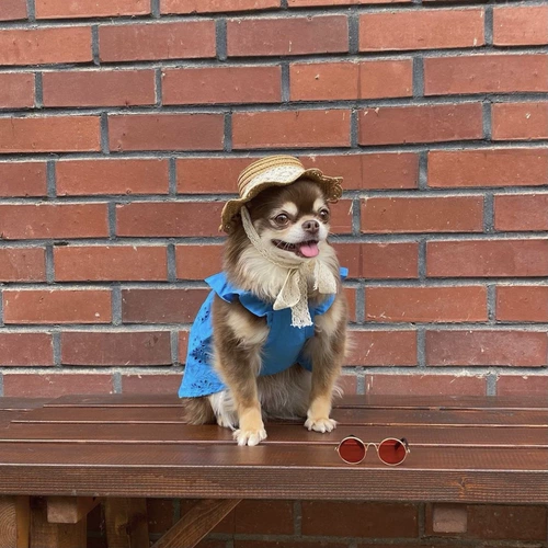 Pet Spring и Summer Shac ough Кошка и собака шляпа