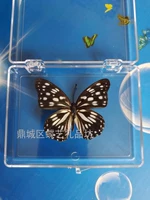 Multi -pulse 蛱 Butterfly 5CM