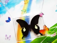 Yixiu Buddha Butterfly 10 см.