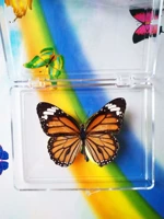 Табби Бабочка 7 см