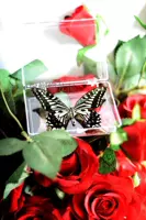 Цитрусовый феникс 8 см