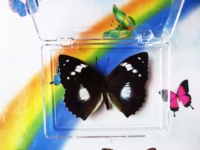 Белая пятнистая бабочка 7 см