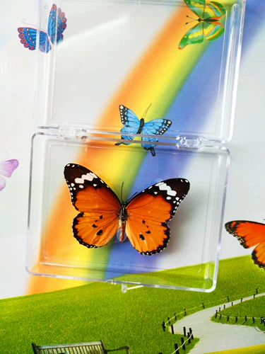 Новый образ образец образец для обучения для обучения бабочки с крыльями