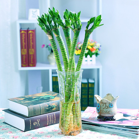 室内客厅水培植物莲花竹 龙竹带根富贵竹净化空气花卉盆栽包邮