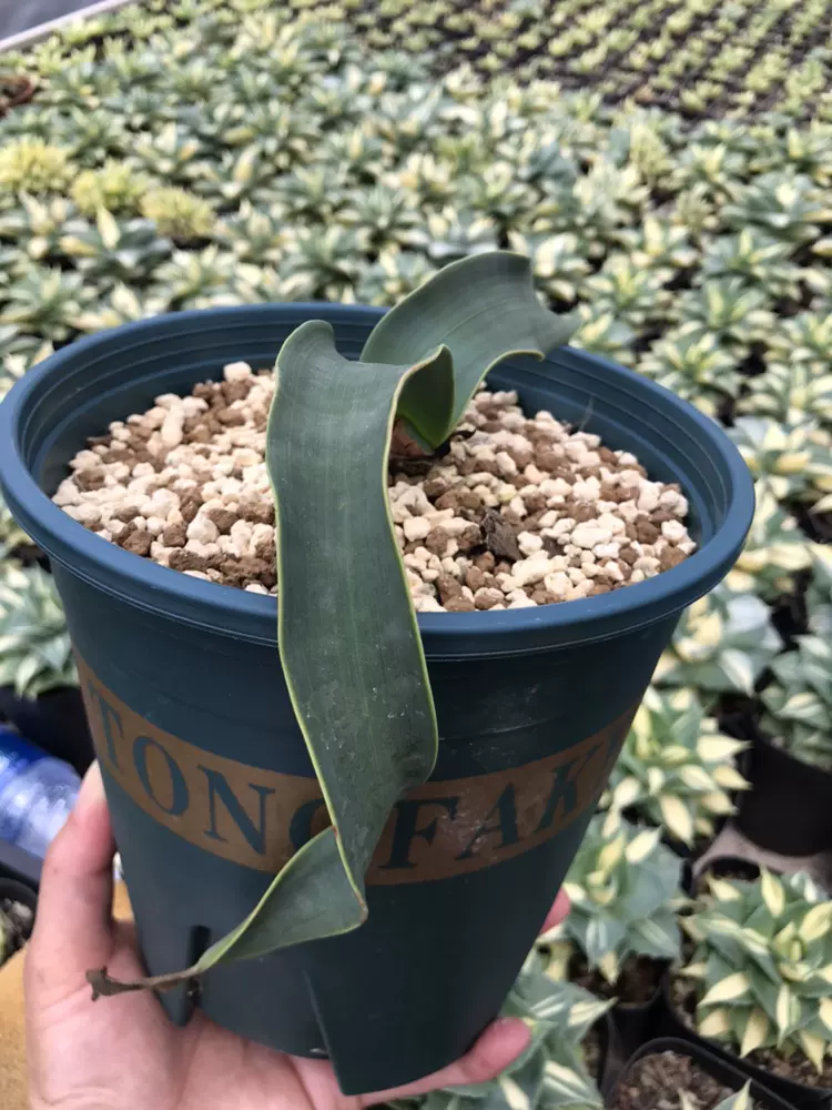 牡丹锦 肋骨牡丹锦 米哈洛维奇 实生仙人球 一物一拍奇异园艺