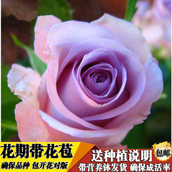 玫瑰花苗大花帶花苞花卉觀花綠植物盆栽月季薔薇室內庭院陽臺四季