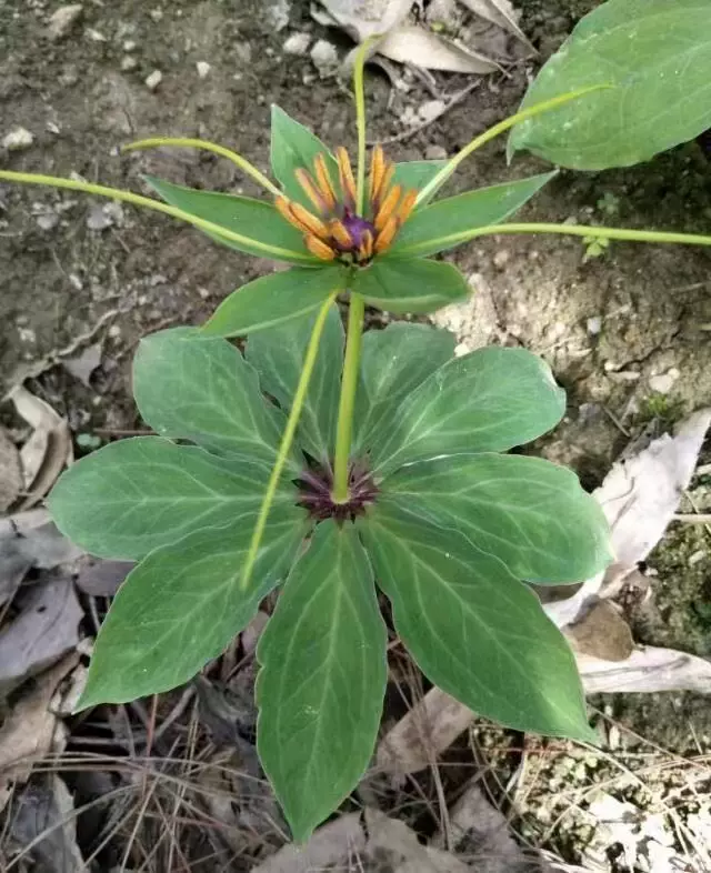 阳菏姜种苗新鲜阳荷茗荷洋荷姜种子阳藿山姜莲花姜成活百分之百