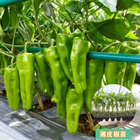 3 тонкокожих саженца перца премиум-класса [умеренно острого]