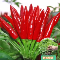 3 изысканных саженца перца Чаотянь [уровень остроты]