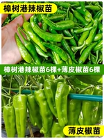 6 саженцев перца Чжаншуган + 6 саженцев тонкокожего перца