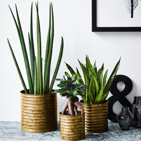 虹越泰国进口棒叶虎尾兰盆栽苗室内易养虎皮兰送礼佳品现货包邮