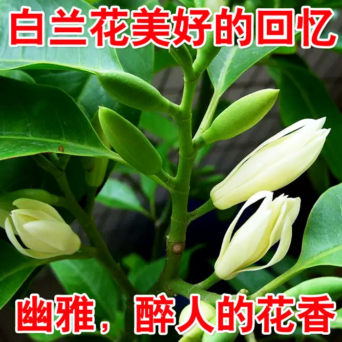 雪柳植物喷雪花苗盆栽绿植客厅珍珠梅庭院大苗雪柳叶树苗鲜枝条