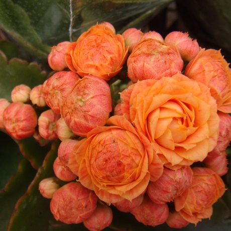 重瓣长寿花 赫丽