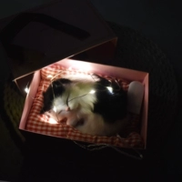 Маленькие трубы будут называться Black Cat String Light Light Box