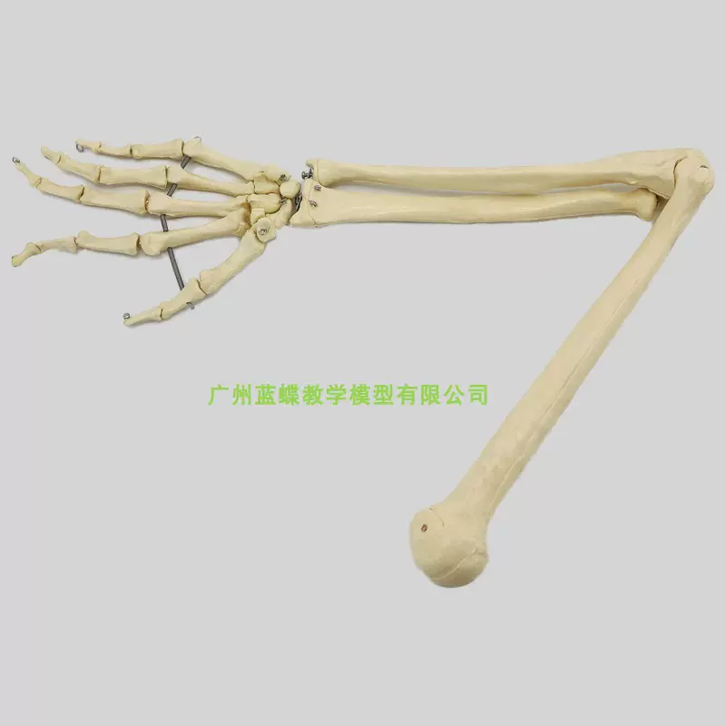 87%OFF!】 上肢 上腕骨 橈骨 尺骨 手 の骨模型，肘 手首は動かせます - 自由上肢骨モデル 3B Scientific glm.co.il