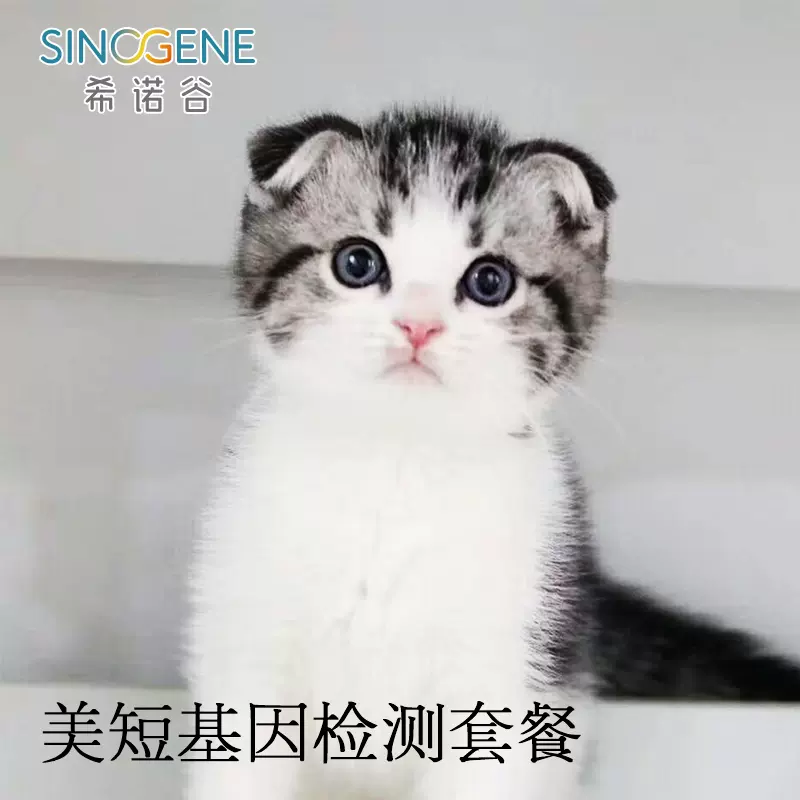 全花色猫咪毛色基因检测白手套 重点色 白斑基因 虎斑基因