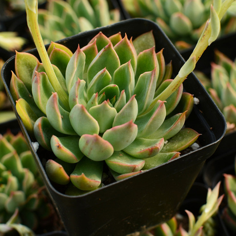 kk后花园进口 多肉植物天剑座多肉 天箭座 大颗绿植盆栽大棚批发