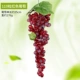 110 зерна красного винограда