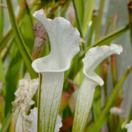 食虫植物-白瓶子草-alba(almost clear white tops)