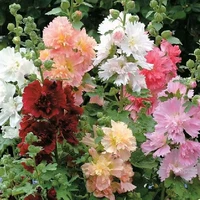 50 Hollyhocks [купить 2 получить 1 бесплатно]