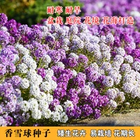 200 таблеток ароматного снежного кома [купить 2 получить 1 бесплатно]