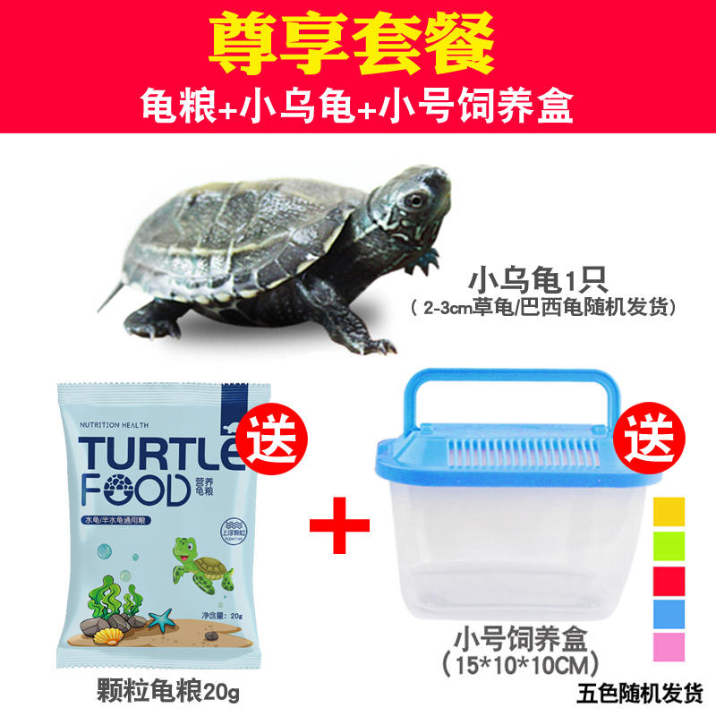 乌龟+龟粮+饲养盒 券后5.83元包邮
