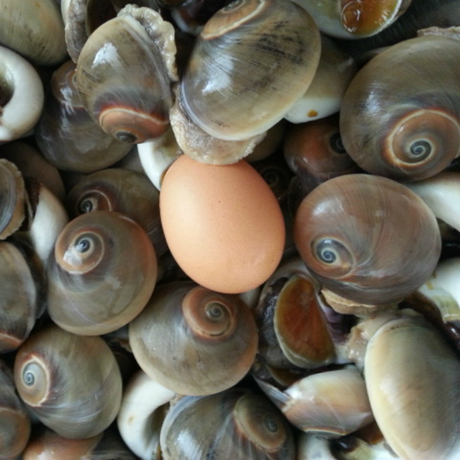 特产海鲜香螺鲜活水产品乌螺海螺保温箱散装黄镶玉螺特惠热卖批发