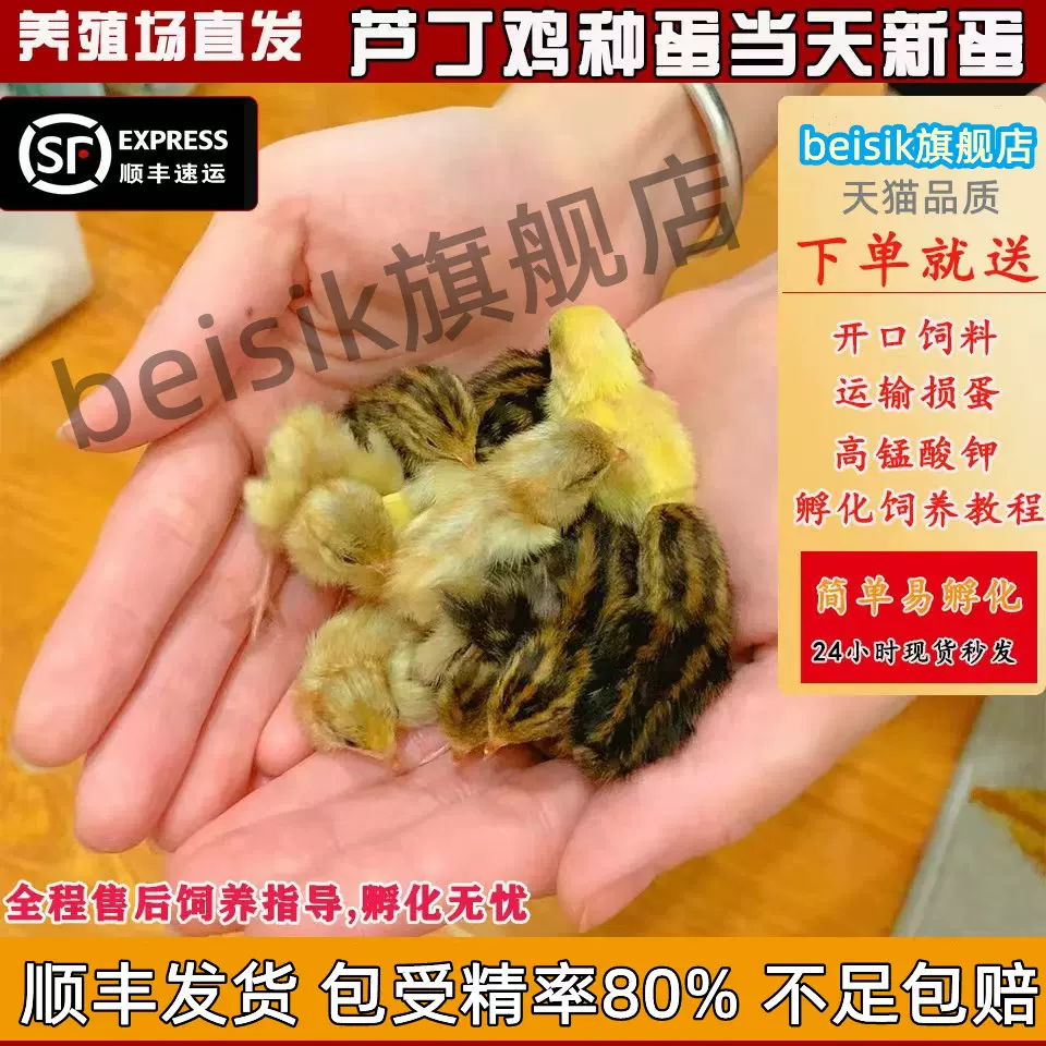 純白盧丁雞蘆丁小雞種蛋受精蛋禮服變異寵物觀賞雞蛋可孵化卵鵪鶉 純白盧丁雞蘆丁小雞種蛋受精蛋禮服變異寵物觀賞雞蛋可孵化卵鵪鶉