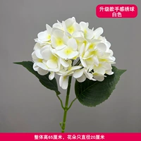 Обновление Hydrangea White