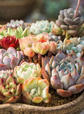 叶之家 多肉植物 小人祭 丸叶小人祭 搭配盆景必备 满39包邮