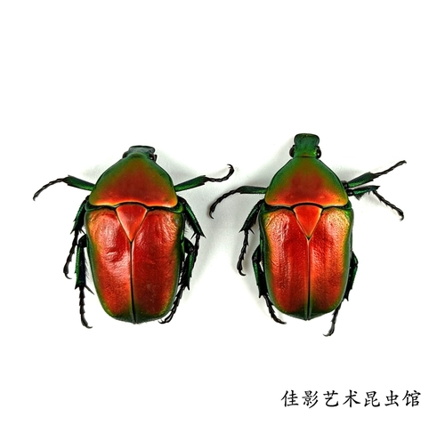 Red Luo Hua Speciation Speciation Red Weet Wet - это не целый размер насекомых около 2,5 см. Происхождение в Юньнане