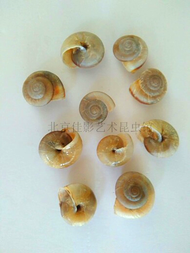 Влажный червь: образец улитки; образец насекомых; образец - пустая оболочка или настоящие случайные волосы улитки внутри внутри