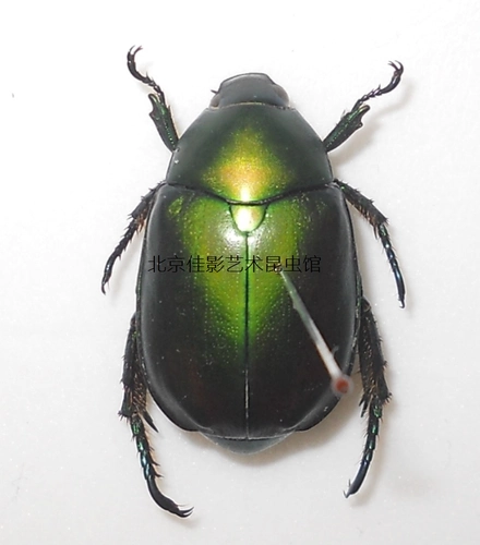 Большая зеленая карма Золотая черепаха Образец влажный, чистый зеленый, большая изысканная золотая черепаха Семейство медная зеленая черепаха