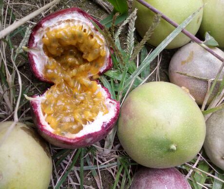 爱逛街为您找到百香果果汁相关的宝贝,您可以在下面的板块中挑选喜欢