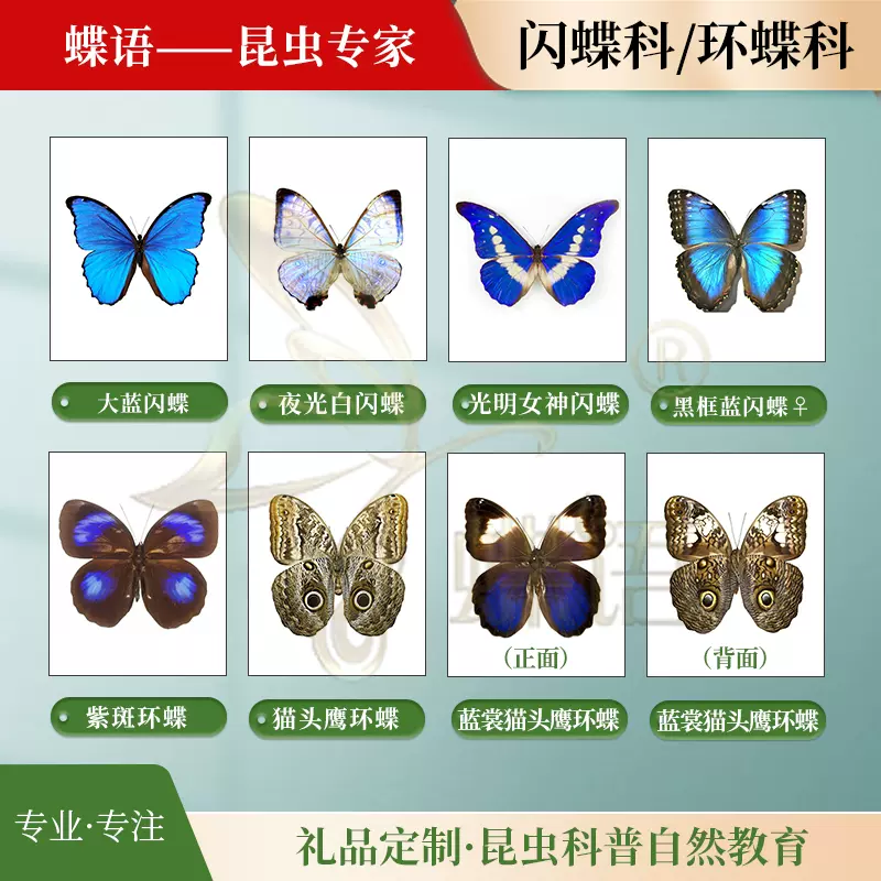 人気商品！！ 昆虫標本 蝶 13種 | www.thorneshomes.com