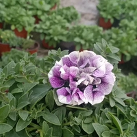 Лавандовое прикосновение 11 см.