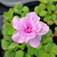 Смешанные цвета без различия, в настоящее время основные двойные лепестки - это 11㎝ Один горшок с дремлющим, и каждый горшок может собирать около 20 шаров)