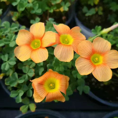 H Импортированная крытая и наружная южноафриканская трава, насадка, посадка цветов, цветочный цветок.