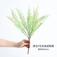 Распродажа № 2 Серо-зеленый персидский папоротник